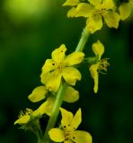 Agrimonia eupatoria