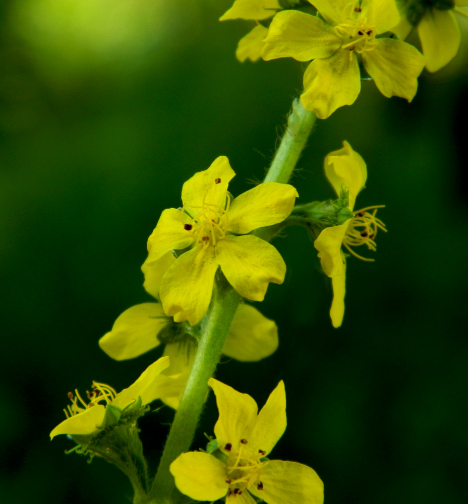 Image of Agrimonia eupatoria specimen.