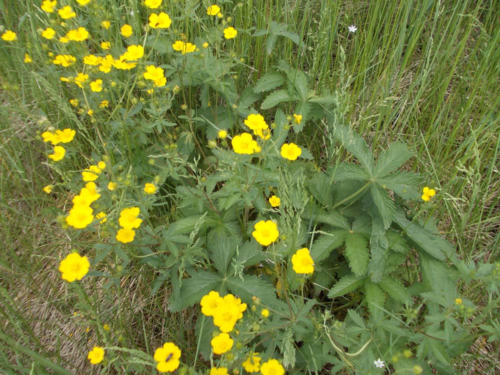 Image of Potentilla chrysantha specimen.