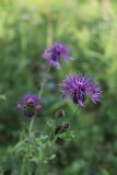 Centaurea scabiosa