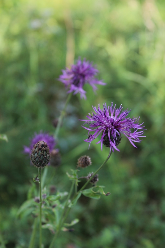 Изображение особи Centaurea scabiosa.