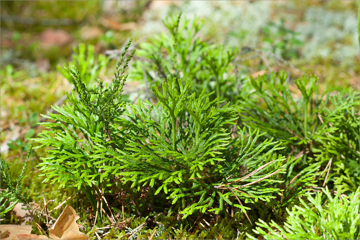 Image of Diphasiastrum tristachyum specimen.