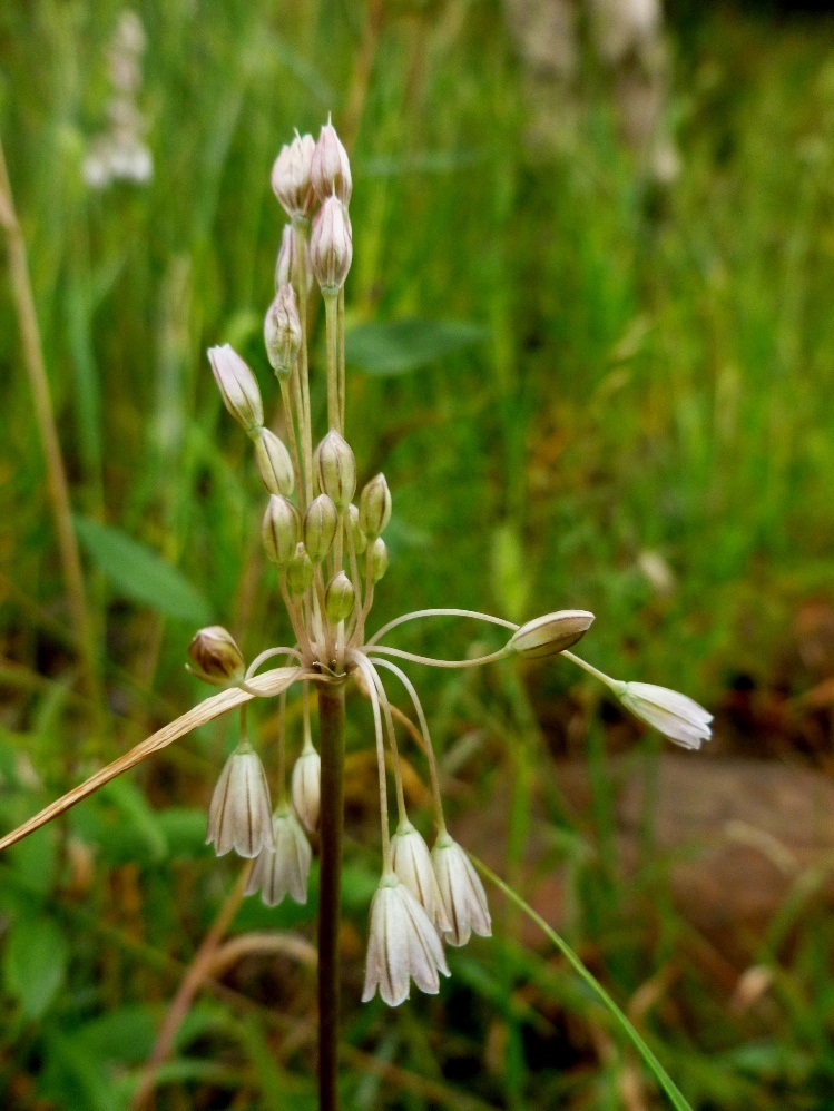 Image of Allium karsianum specimen.