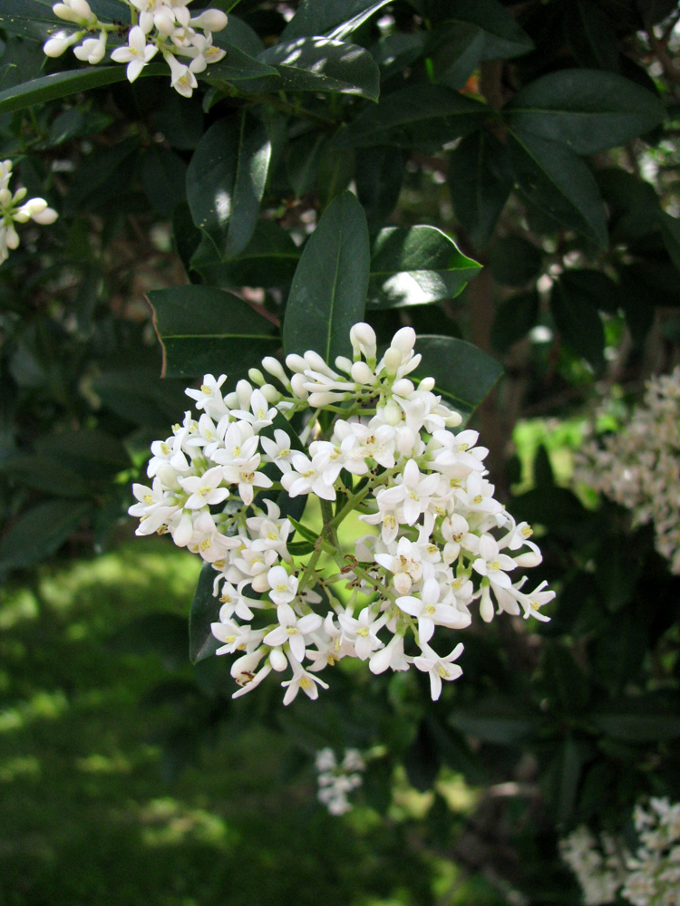 Image of Ligustrum vulgare specimen.