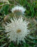 Cirsium rhizocephalum