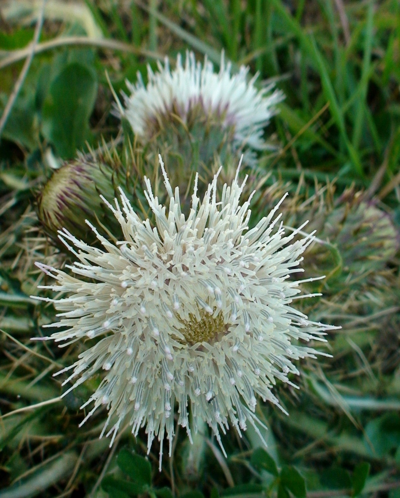 Изображение особи Cirsium rhizocephalum.