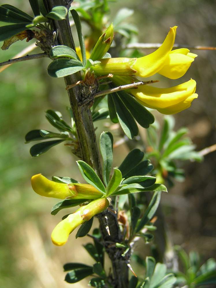 Изображение особи Caragana spinosa.