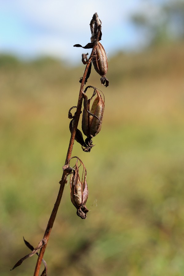 Изображение особи Epipactis palustris.