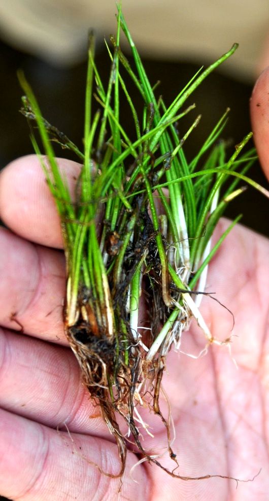 Image of Isoetes asiatica specimen.