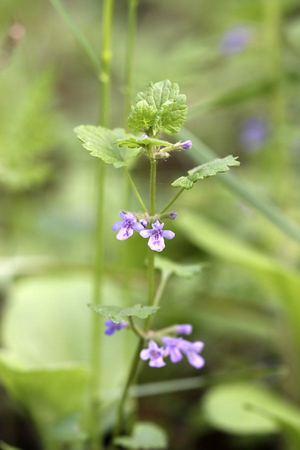 Изображение особи Glechoma hederacea.