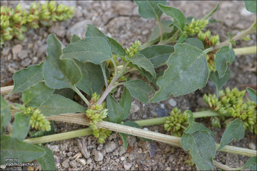 Image of Amaranthus deflexus specimen.