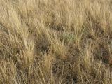 Stipa lessingiana. Растения в состоянии летнего покоя в ассоциации с овсяницей валлисской (Festuca valesiaca Gaudin; дернины меньшего размера в нижней части фотографии слева). Саратовская обл., Саратовский р-н, пологий южный склон балки в солонцеватой степи. 16 июня 2012 г.