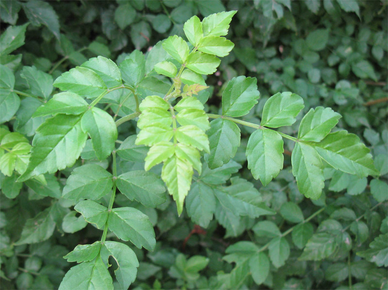 Изображение особи Tecomaria capensis.