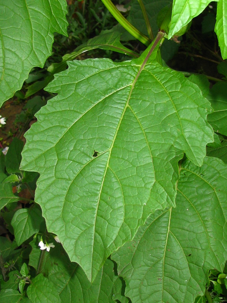 Image of Nicandra physalodes specimen.