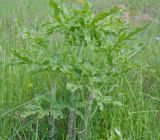 Dracunculus vulgaris