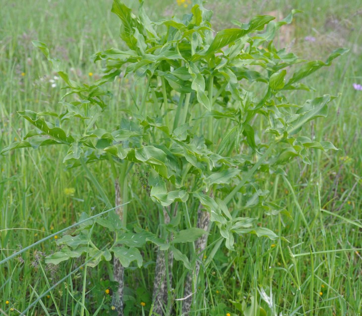 Image of Dracunculus vulgaris specimen.