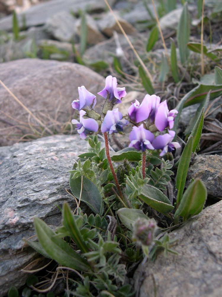 Image of Oxytropis platysema specimen.
