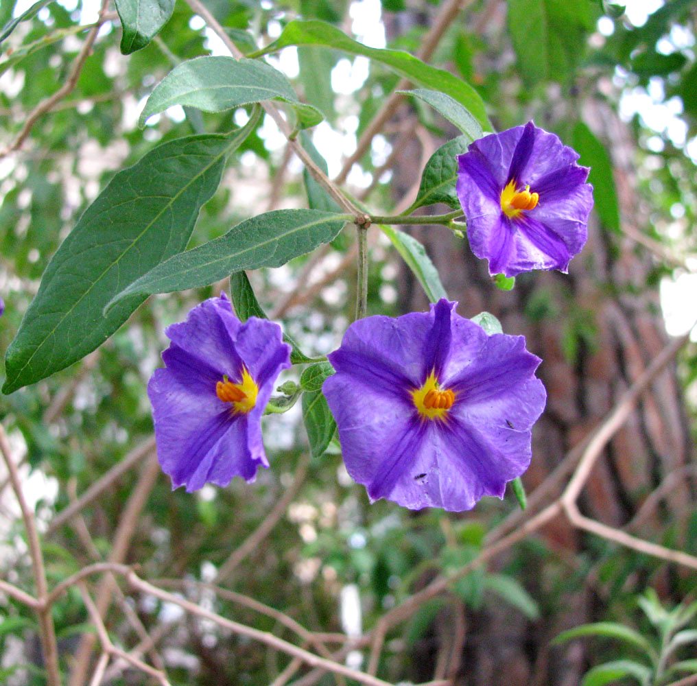 Image of Lycianthes rantonnetii specimen.