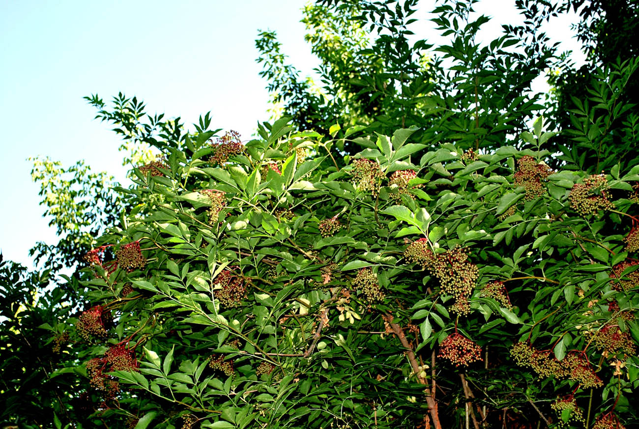 Изображение особи Sambucus nigra.