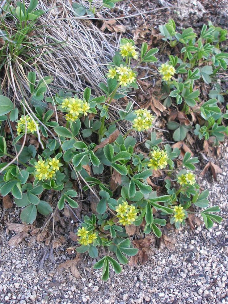 Image of Sibbaldia procumbens specimen.