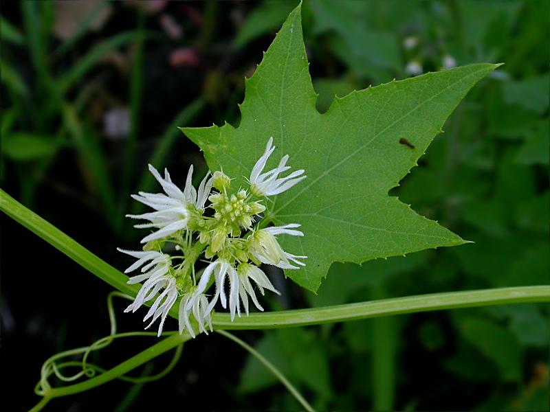 Изображение особи Echinocystis lobata.