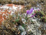 Oxytropis triphylla