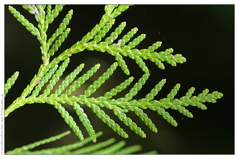 Image of Thuja occidentalis specimen.