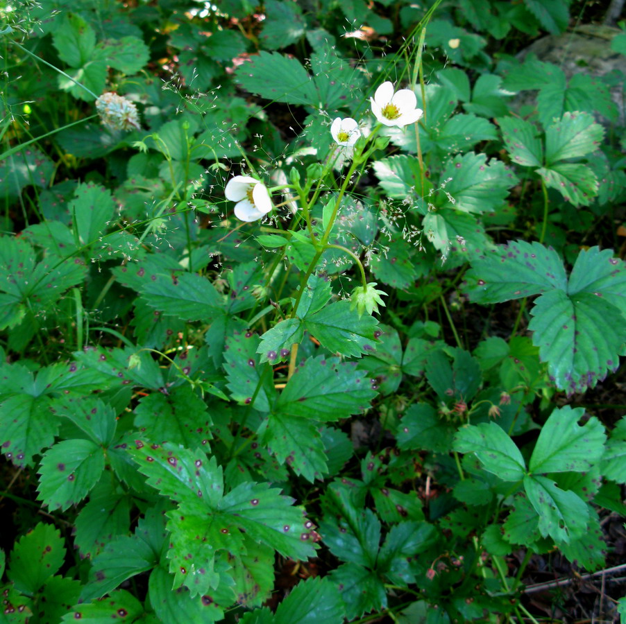 Изображение особи Fragaria virginiana.