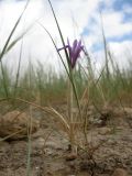 Moraea sisyrinchium