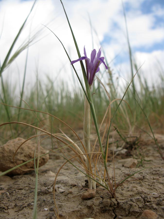 Изображение особи Moraea sisyrinchium.