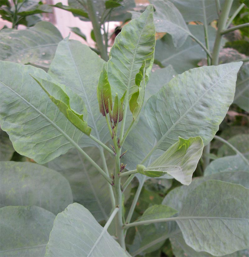 Изображение особи Nicotiana glauca.