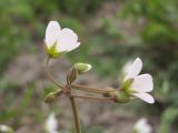 Holosteum glutinosum подвид liniflorum. Соцветие. Крым, Белогорский р-н, окр. с. Зуя, заброшенное поле. 18 апреля 2013 г.