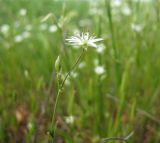 Stellaria graminea