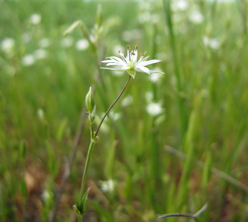 Image of Stellaria graminea specimen.