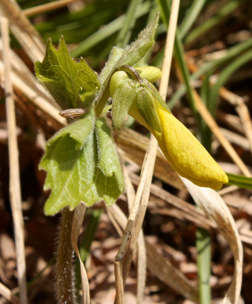 Image of Viola uniflora specimen.