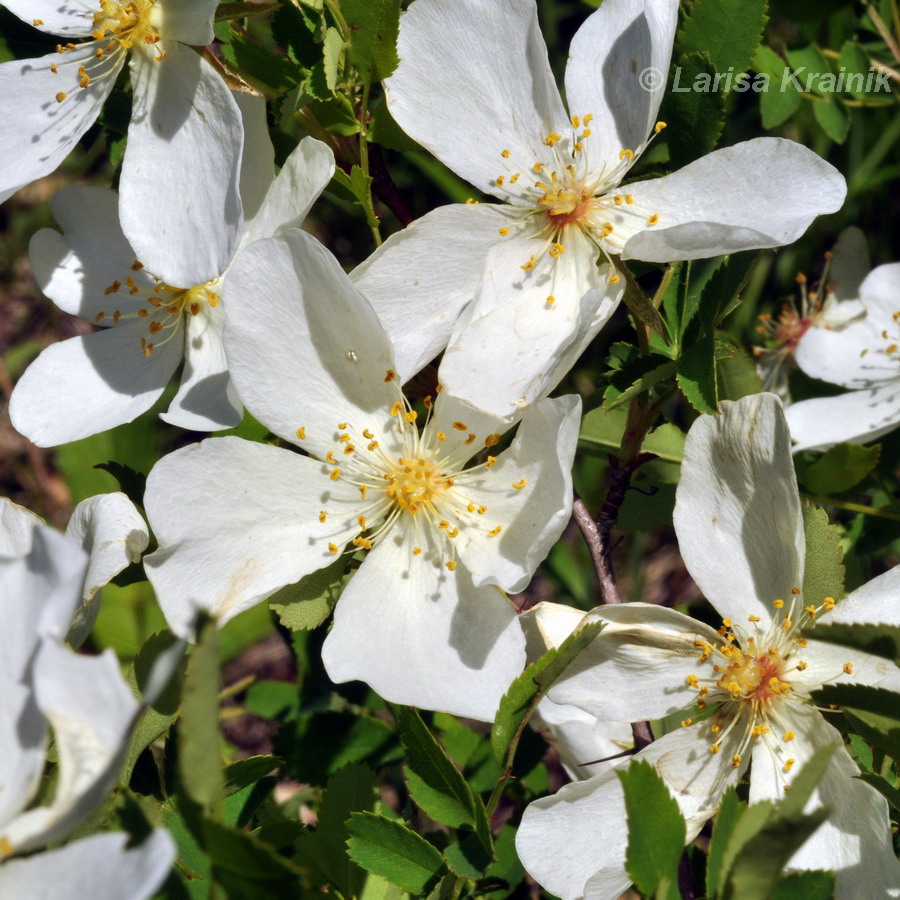 Изображение особи Rosa spinosissima.