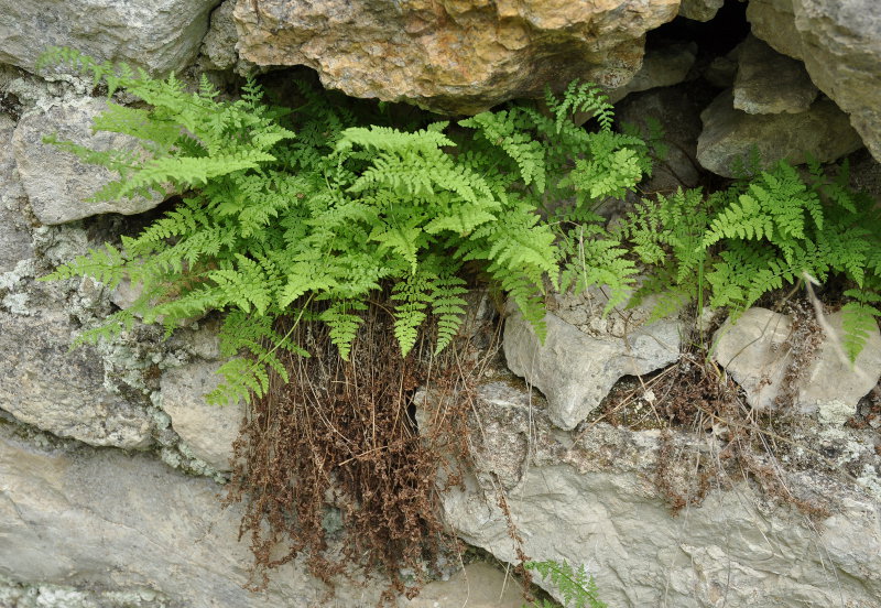 Image of Cystopteris fragilis specimen.