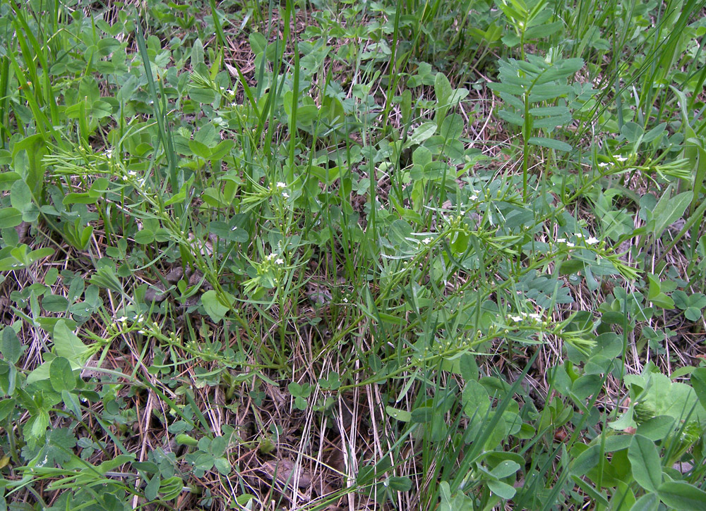 Image of Thesium alpinum specimen.