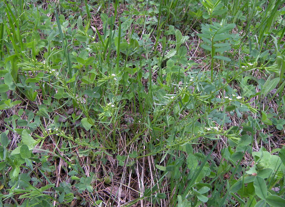 Image of Thesium alpinum specimen.