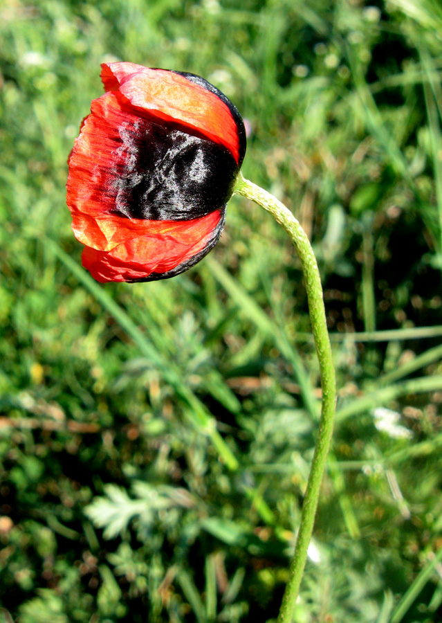 Изображение особи Papaver stevenianum.