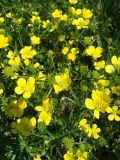 Ranunculus sardous