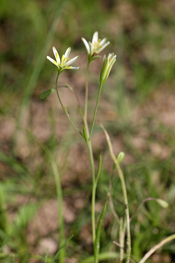 Image of Gagea ova specimen.