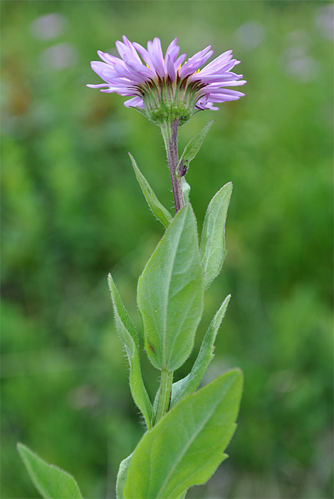 Image of Kemulariella caucasica specimen.