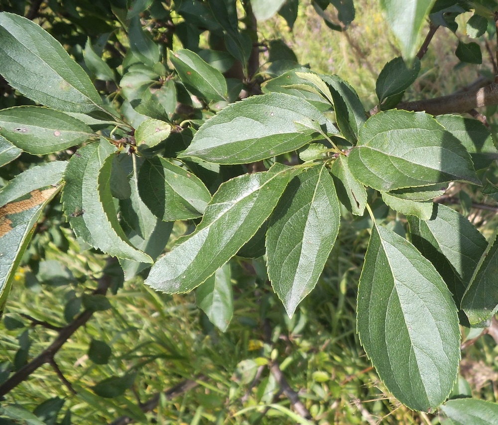 Image of Malus domestica specimen.