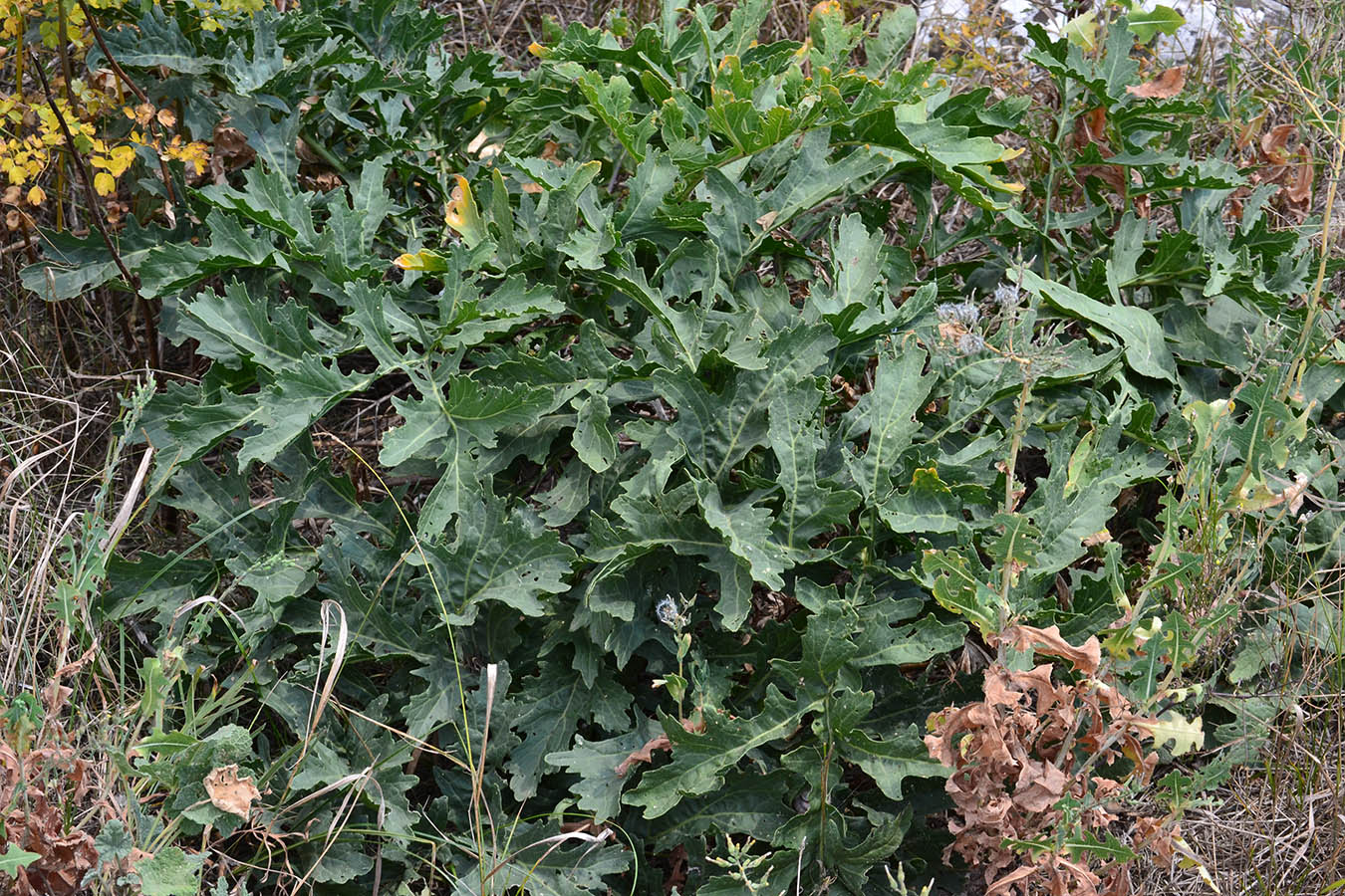 Image of Crambe aspera specimen.