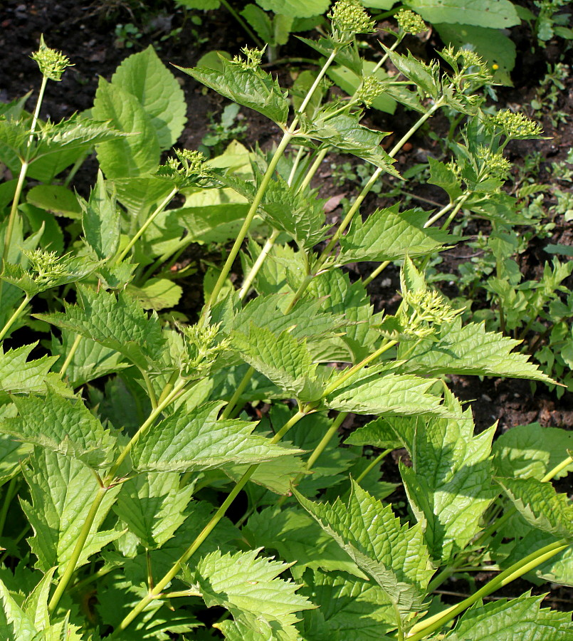 Изображение особи Patrinia gibbosa.