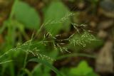 Muhlenbergia japonica. Соцветие. Приморский край, окр. г. Находка, обочина дороги. 26.08.2013.