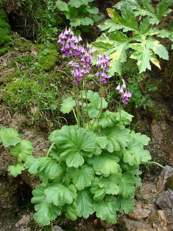 Изображение особи Cortusa turkestanica.