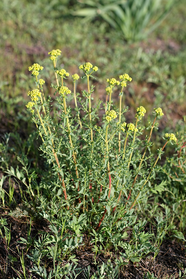 Image of Hypericum scabrum specimen.