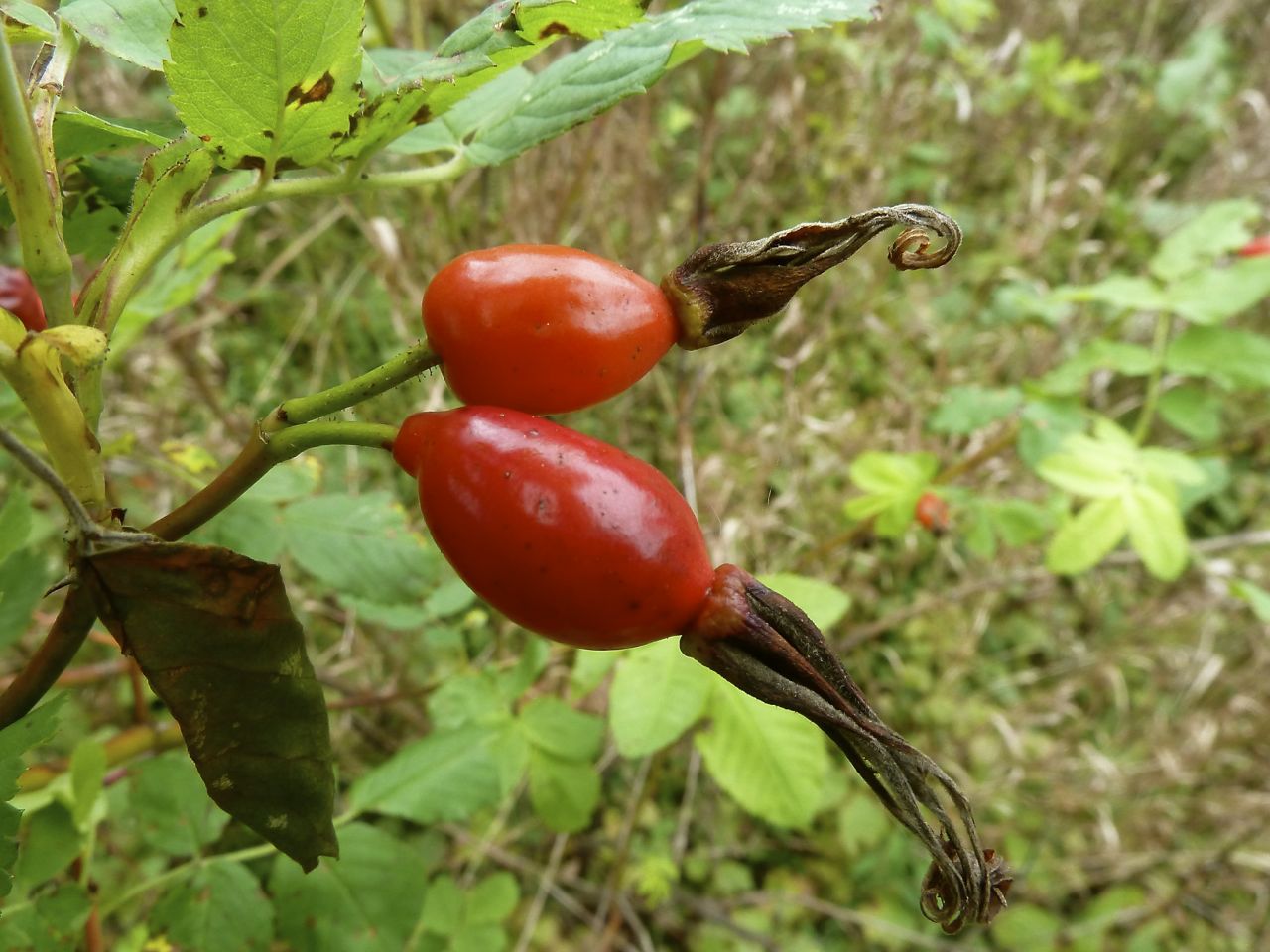 Image of Rosa pratorum specimen.